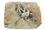 Fossil Crinoid (Cyathocrinities) - Crawfordsville, Indiana #262459-1